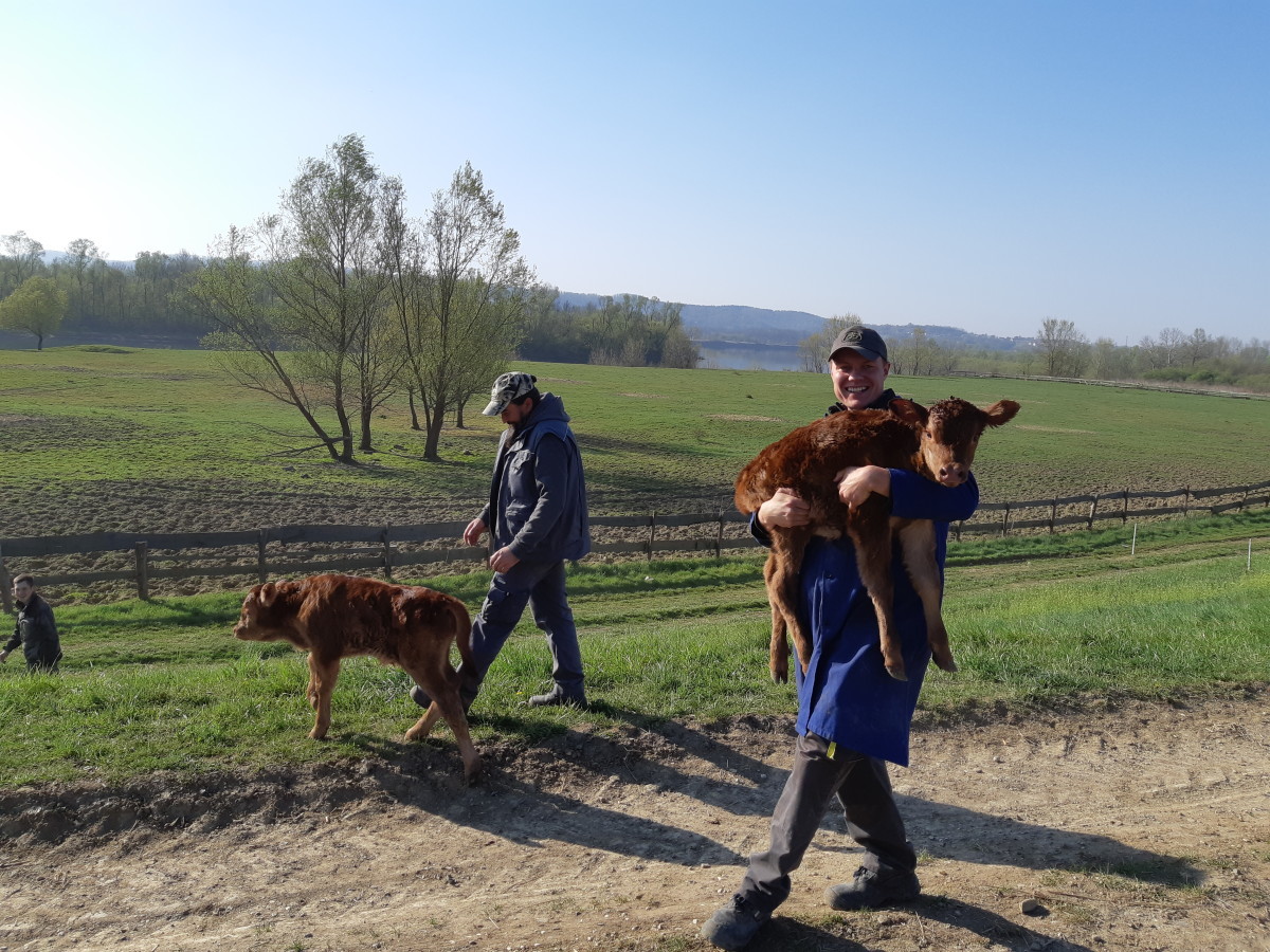 Obitelj Gelemanović uložila u mobilnu klaonicu - govedo