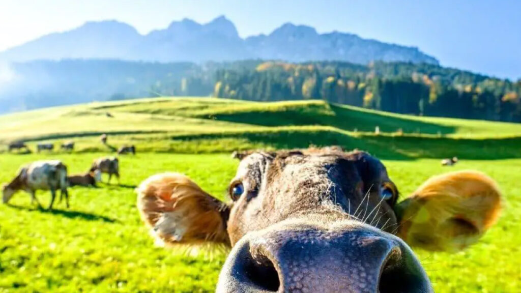 smanjenje_stresa_životinje